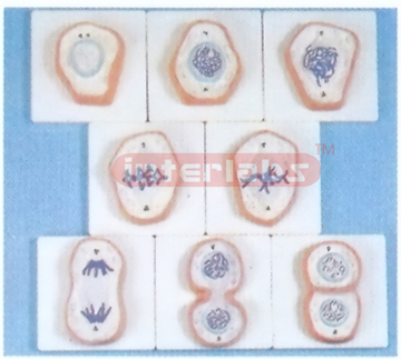 ENLARGED CELL MITOSIS MODELS